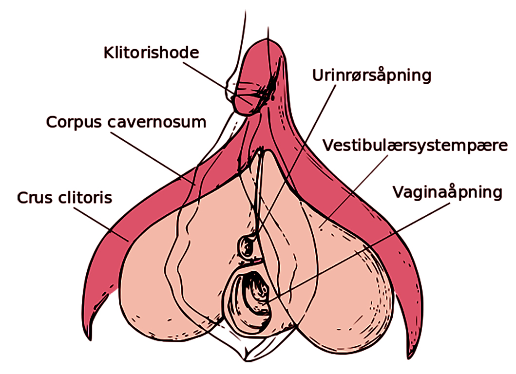 Klitorisens anatomi