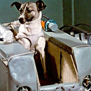 Laika var ein tre år gamal tispe av blandingsrase som blei plukka opp frå gata i Moskva. Ho blei første hund i bane rundt Jorda – men prisen ho betalte var høg.