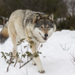 Ulveforvaltninga er i strid med både Grunnlova, naturmangfaldlova og Bernkonvensjonen, meiner WWF.