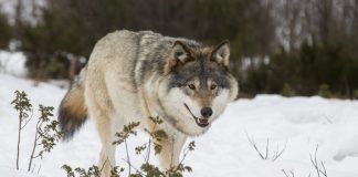 Ulveforvaltninga er i strid med både Grunnlova, naturmangfaldlova og Bernkonvensjonen, meiner WWF.
