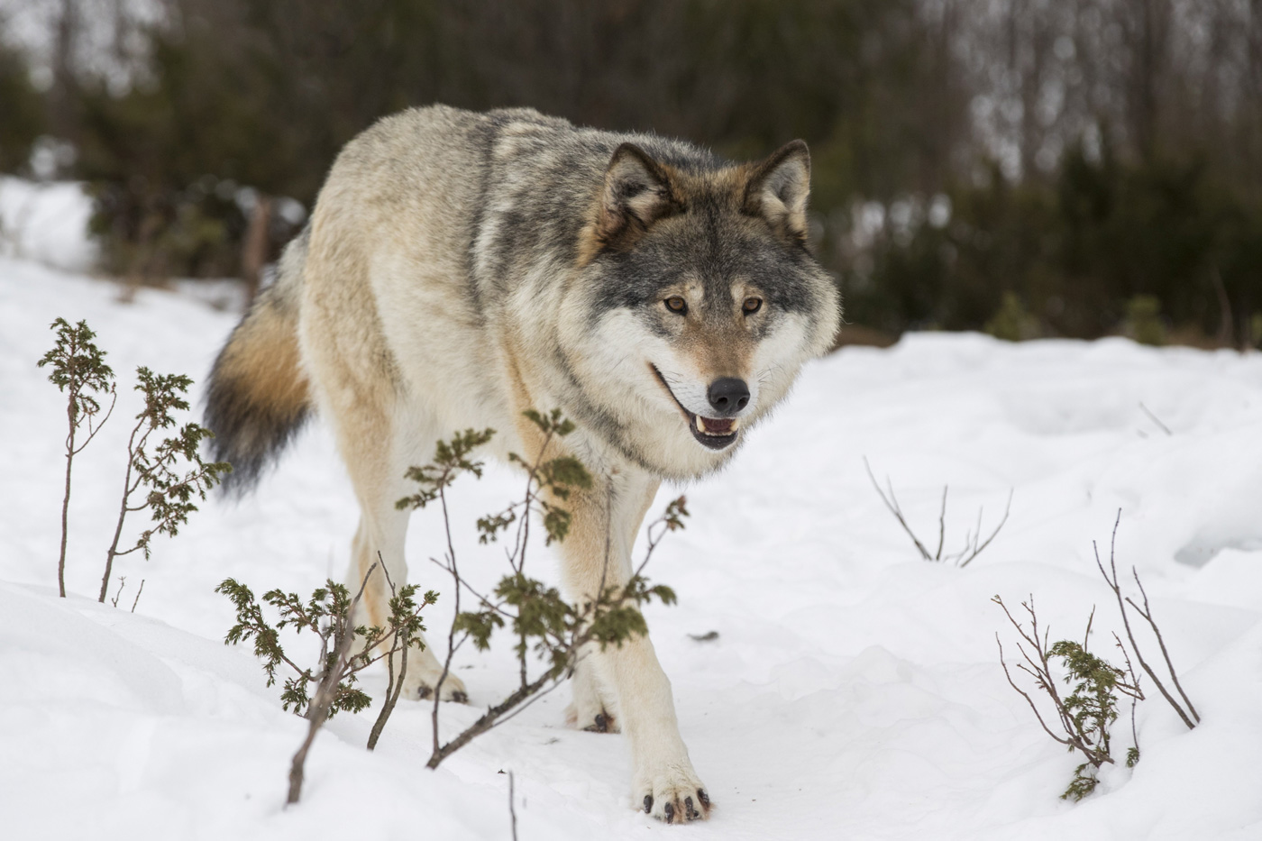 Ulveforvaltninga er i strid med både Grunnlova, naturmangfaldlova og Bernkonvensjonen, meiner WWF.