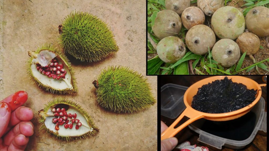 Det er vanleg i Amazonas å bruke plantepigment til kroppsmåling. Her ser de achiote og huito. Achiote er ein raudfarge og huito er ei frukt som skiftar farge til blåsvart når ho eksponerast for luft.