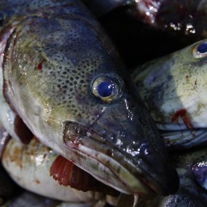 Mange kilo skrei skal inn over ripa under VM i skreifiske i Lofoten. Foto: Cornelius Poppe / NTB scanpix / NPK