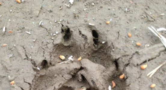 wolf paw print in mud