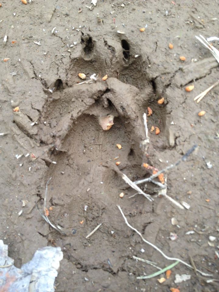 wolf paw print in mud