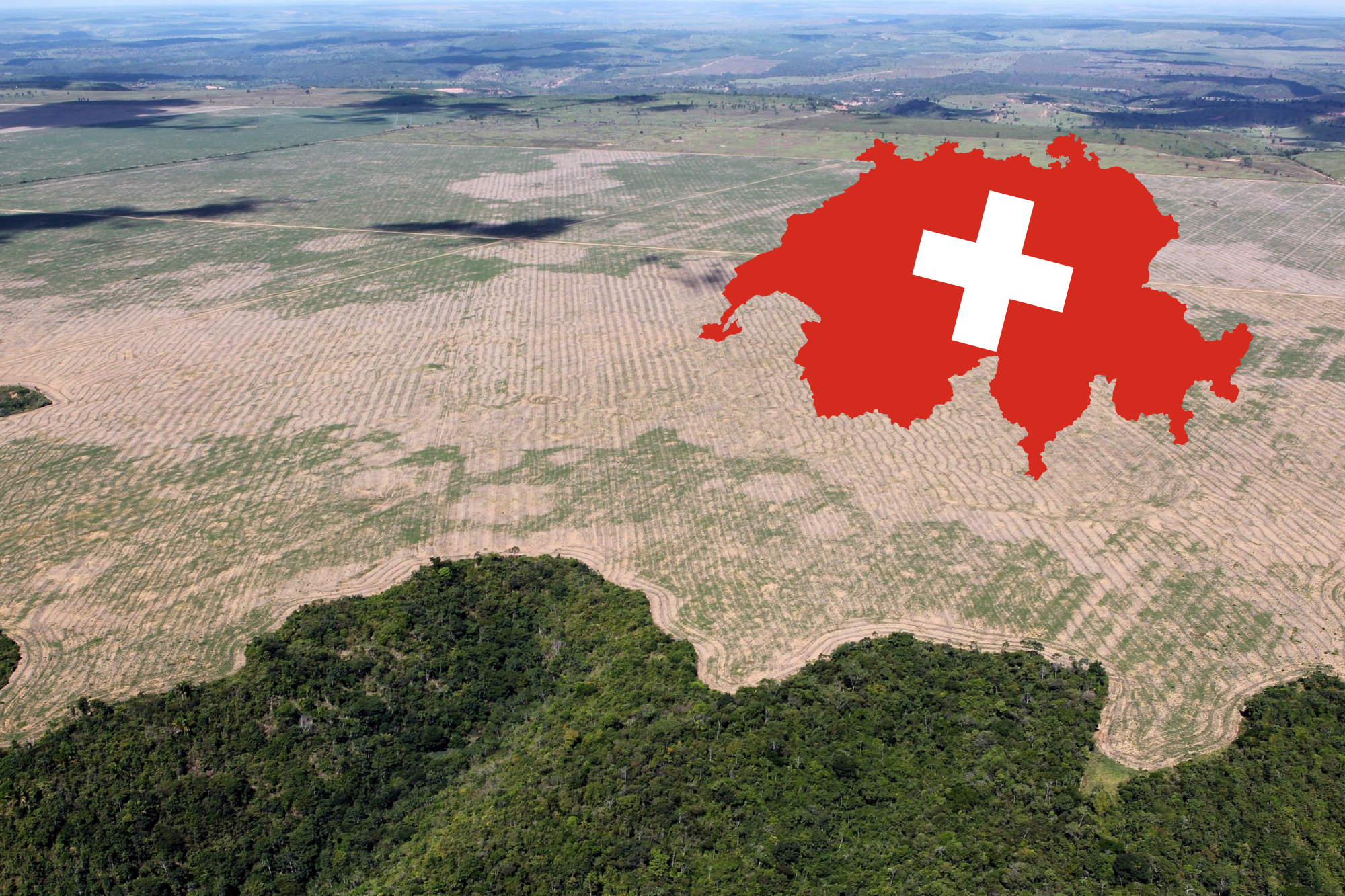 Regnskog som stoppar brått til avskoga område. Kollasj med omrisset av Sveits og det sveitsiske flagget.