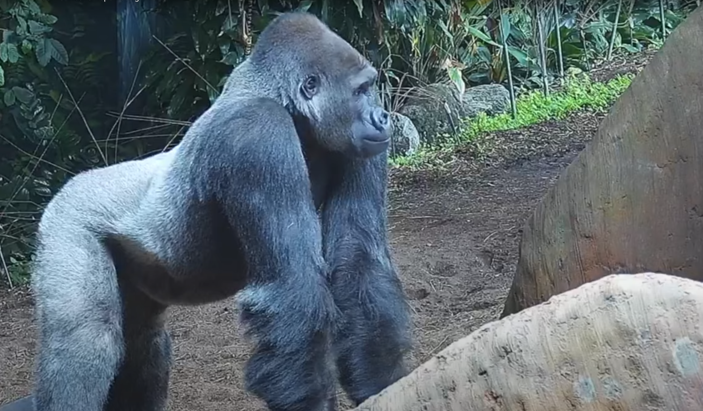 Ein gråsvart gorilla står på alle fire.