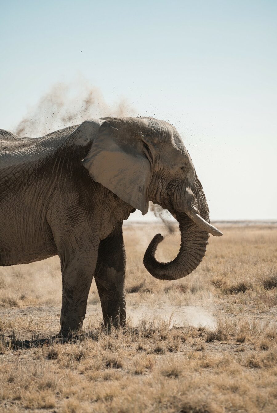 Ein elefant står på savannen.